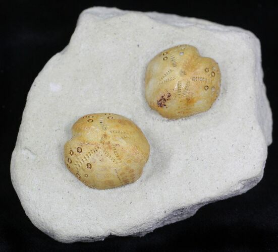 Two Lovenia Sea Urchin Fossil - Beaumaris, Australia #22193